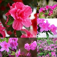 Ready Stock 50pcs Shrub Azalea Rhododendron Iggy Azalea Seeds Perennials Bonsai Planting Home Plants