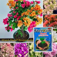 100pcs Mixed Dwarf Bougainvillea Seeds for Planting Bougainvillea Spectabilis Willd Potted Flowering Plants Seeds Gardening Bonsai Flower Seeds Rare Mayana Plants Indoor and Outdoor Real Live Plants for Sale Easy To Grow