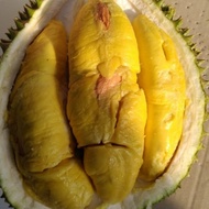 durian musang king lokal utuh