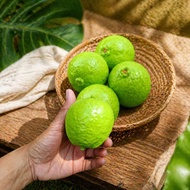 REPLIKA Realistic Guava Replica | Dummy Guava Fruit | Fake guava for Decoration