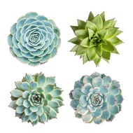 CACTUS & SUCCULENTS (Pot size XL) XL1-XL3