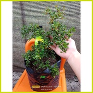 ↗ ❖ ❏ ▲  ️ Bucida  Garden Decorations