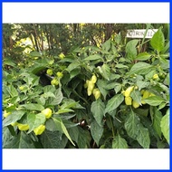 ♟ ➸ ♈ Habanero Plant Habanero Chili