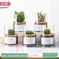ins Cactus Glass Bottle Potted Plant Indoor Desktop Succulent Plant Cactus Mountain Green Plant Smal