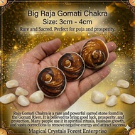 Big Raja Gomati Chakra / Big Gomati Chakra