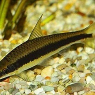 ikan hias sae algae eater