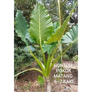 Pokok Keladi Gajah Jumbo..