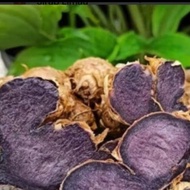 pokok herba halia hitam/Black Ginger/黑姜 )