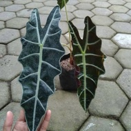 tanaman hias keladi alocasia amazon - keladi tengkorak