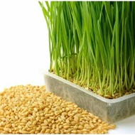 100g 1600pcs Biji Benih Rumput Kucing Rumput Kucing Cat Grass Seed Se Healthy Cat Grass Hair Ball Re