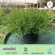ต้นเลม่อนไทม์  Lemon thyme กระถาง 5.5 8นิ้ว