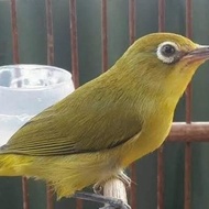 Burung Pleci Dakun Garut #Gratisongkir