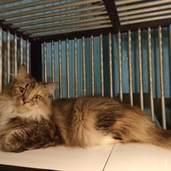 Kucing Mainecoon non ped betina