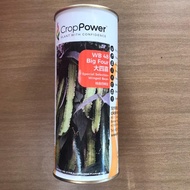 🔥BIG SALES🔥 200G WB 48 BIG FOUR Benih Kacang Botol / Winged Bean Seeds / 四棱豆种子/ [四角豆 Biji Benih Kaca