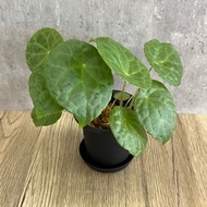 富壽秋海棠 Begonia phuthoensis