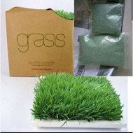 🏡🏡 AAA Quality Japanese 🇯🇵Grass, High Grade Seed 🏡🏡 FREE BAJA RUMPUT