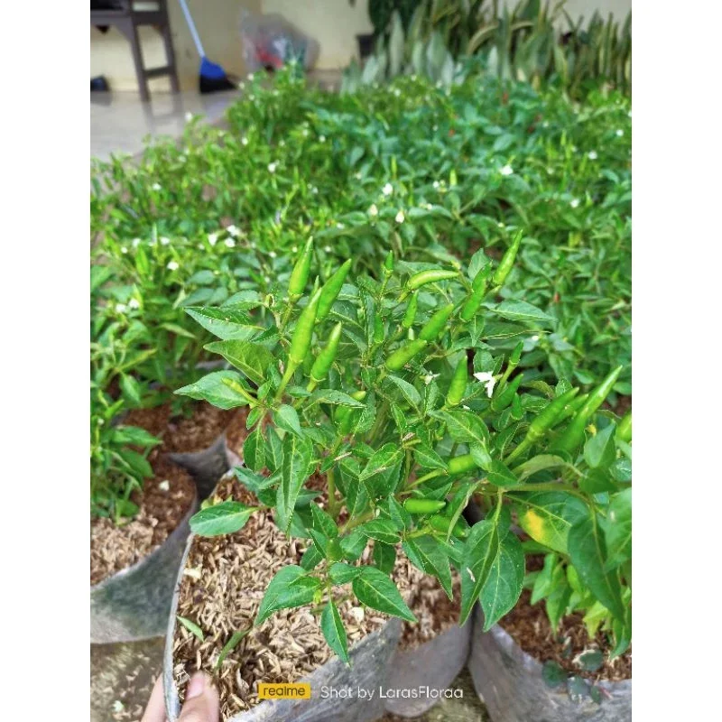 Pohon Cabe Rawit / Tanaman Cabe Ijo / Pohon Cabe Rawit / Pohon Cabai Hijau Pedas