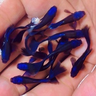 Guppy Blue Head Moscow (1Pair / female / male)