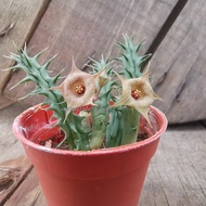 Asclepiadaceae Huernia sp.