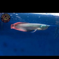 Hiasan Aquarium - Arwana Silver Red 7-20cm