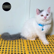 Kucing Anggora - Kucing Persia