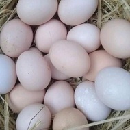 Telur Ayam Kampung Unggul Balitnak KUB Merawang Fertil Siap Tetas dan Konsumsi