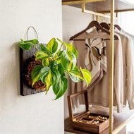 植物上板 斑葉心葉蔓綠絨 雪花葛 白金葛 碳化木板 掛飾 板植