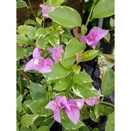 BUNGA KERTAS EVA BATIK LIGHT PURPLE