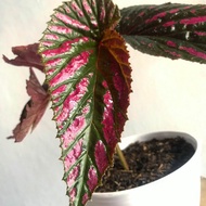 tanaman hias begonia rex walet - tanaman indoor