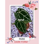 ANTHURIUM DARK FORM MURAH