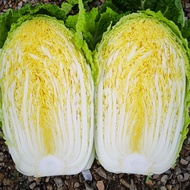 Shandong Huangxin Autumn Chinese Cabbage Seeds Seeds Vegetable Seeds Four Seasons Autumn Winter Seed
