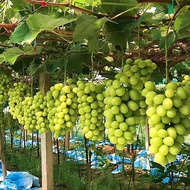 尔澜 嫁接阳光玫瑰葡萄树苗包结果庭院阳台盆栽地栽爬藤植物果树苗扦插苗葡萄苗耐寒耐热四季种植苗木