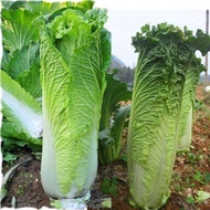 4-season rocket cabbage seeds 100 seeds