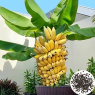[พร้อมส่ง] เมล็ดพันธุ์ต้นกล้วยแคระ ปลูกง่าย 50 เมล็ด ต้นกล้วยแคระ ต้นกล้วย ต้นกล้วยมินิ ไม้ประดับ เมล็ดพืชมงคล เมล็ดพืชอาหาร ปลูกกระถาง ปลูกกระถาง เมล็ดพันธุ์กระถาง ปลูกกล้วยทั่วไทย อุดมไปด้วยวิตามินป้องกันโรค กล้วยหอมหวานนุ่ม