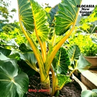 Alocasia New Guinea  GOLD 916 ( Induk)