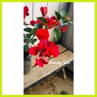 ◙ ✷ SALE!!!  RARE BOUGAINVILLEA CUTTINGS ONLY!