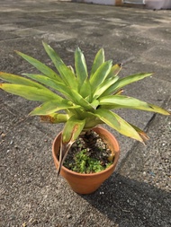 積水鳳梨 Potted plant