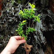 adina rubella hance, paludarium, aquarium, vivarium, shallow tank decorate