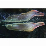ikan hias arwana silver