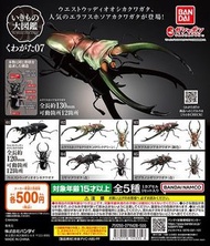 GASHAPON 鍬形蟲 甲蟲扭蛋 環保扭蛋 昆蟲 圖鑑超擬真 07