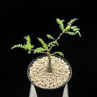 SG2311-尼哥乳香實生株/塊根粗壯🔥多肉植物小盆栽禮物🔥