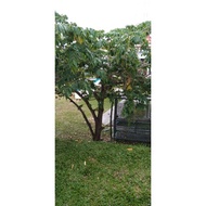Anak Pokok Ceri Kampung Cantik