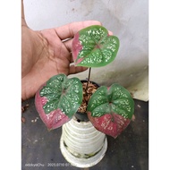 Sindo - Caladium Red Beret Live Plant 2RKR36F40B