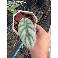 Alocasia variegated Alocasia Silver Dragon Black Velvet Dragon Scale ต้นอโลคาเซียด่าง