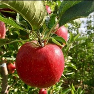 Bibit Apel Fuji Merah Stek Batang