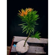 New Brand Fire Kirin Podocarpus Bonsai | 火麒麟罗汉松 | Podocarpus Macrophyllus | Live Bonsai Plant | Luck