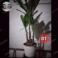 bibit bahan bonsai kelapa gading kuning kembar 3 bertunas tunas tiga
