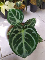 anthurium dorayaki