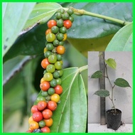 ﹊ ☂ Native Paminta | Black Pepper Live Plant | Rooted cuttings