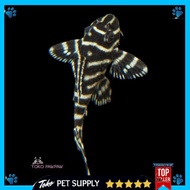 Ikan Hypancistrus Sp L333 Pleco Ikan Hias Aquarium Aquascape Per Ekor